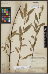Foto von Salix alba subsp. micans (Andersson) Rech. f.